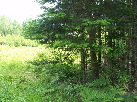 MAINE NEW BRUNSWICK BORDER